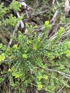 Image of Leionema lamprophyllum subsp. obovatum F. M. Anderson