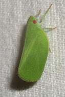 Image of Green Coneheaded Planthopper