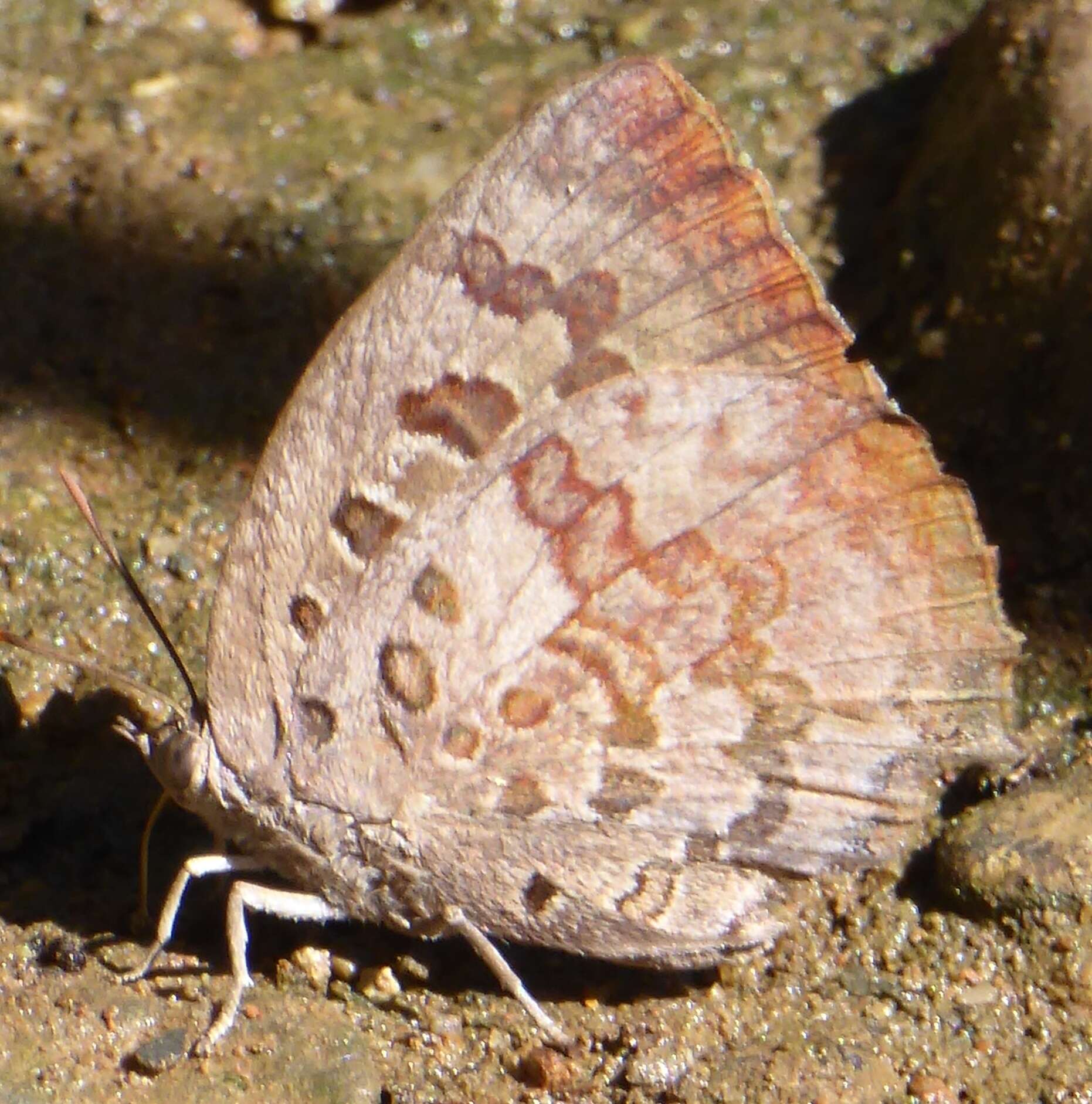 Image de Arhopala amantes (Hewitson 1862)