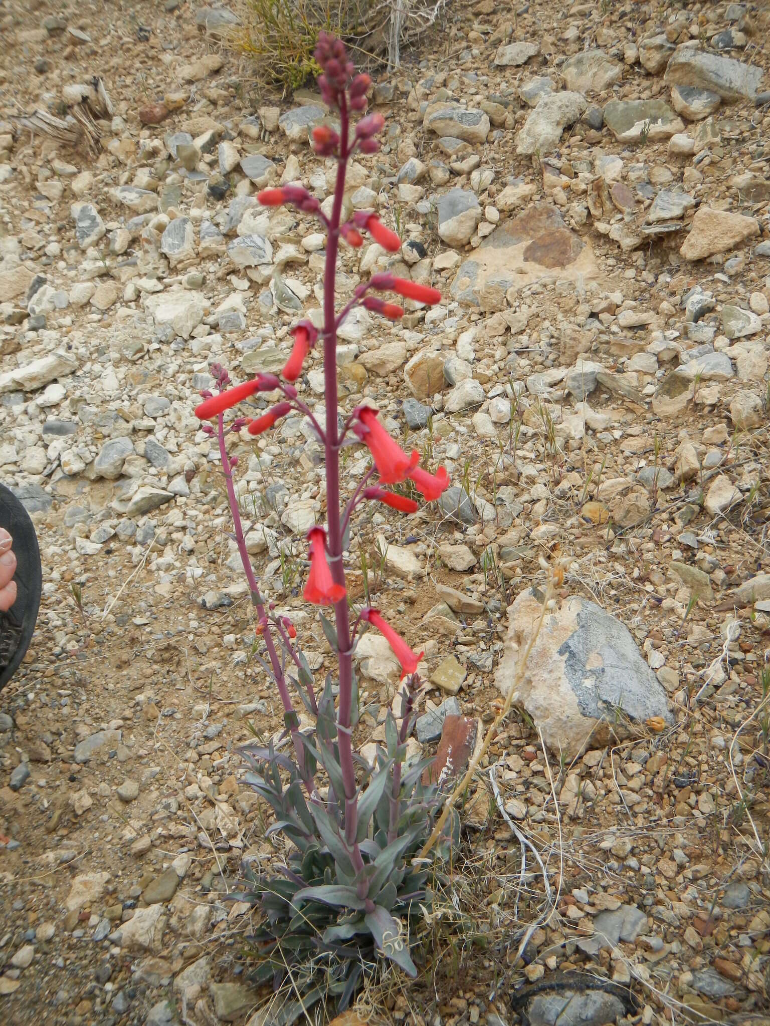 Image of Utah penstemon