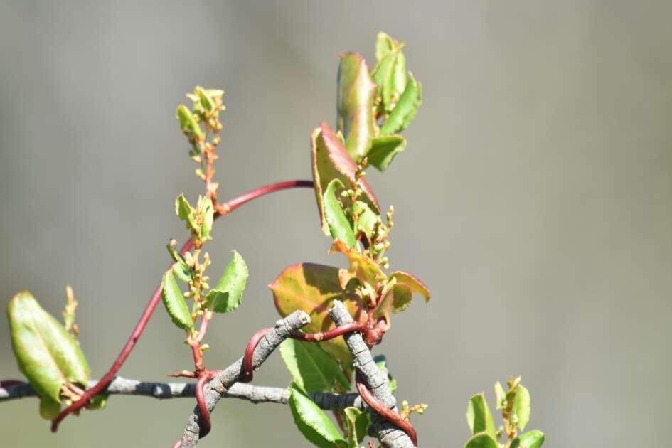 Image of Muehlenbeckia adpressa (Labill.) Meisn.