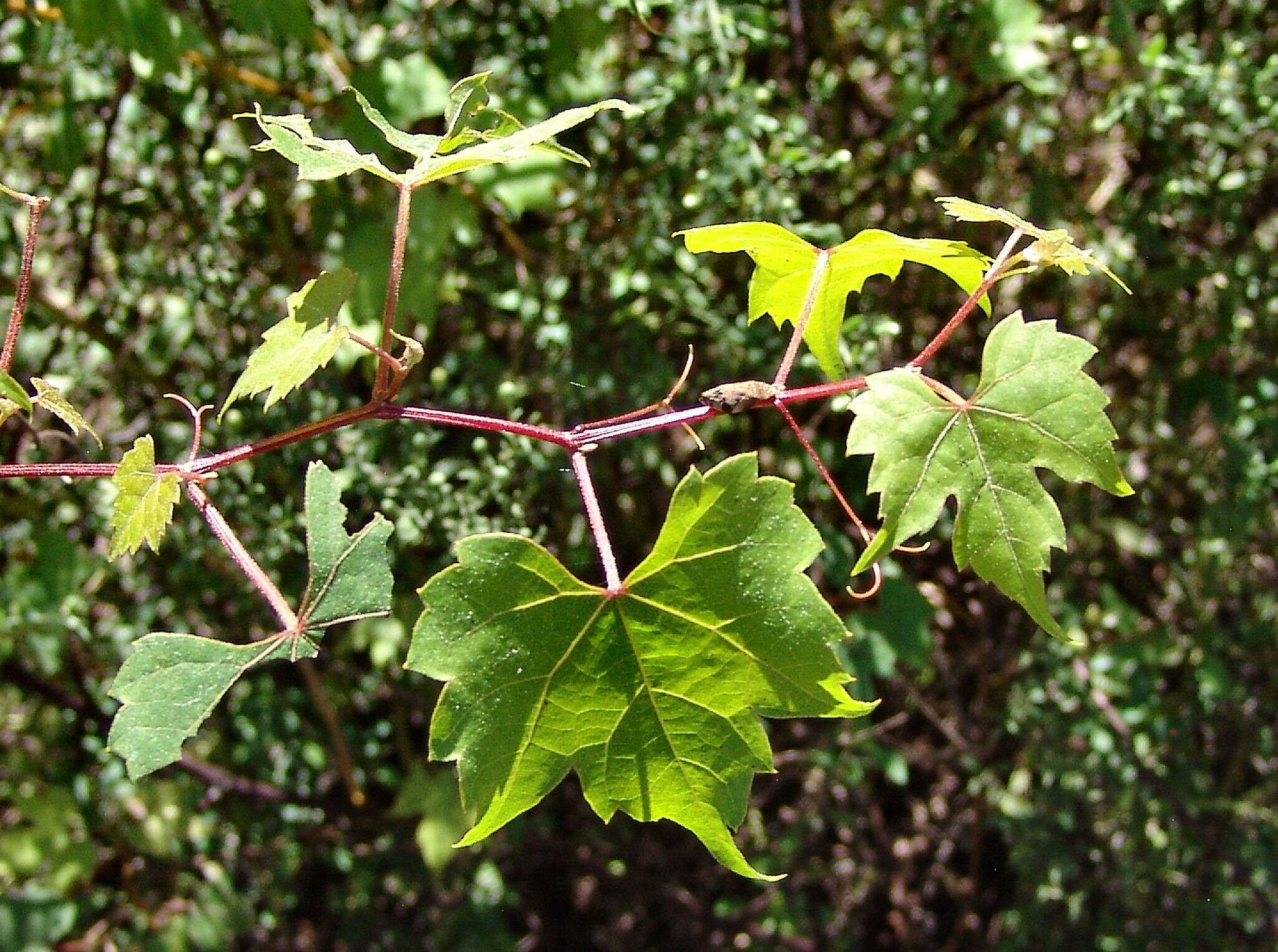 Image of catbird grape