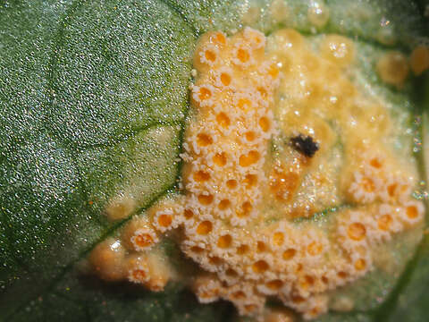 Imagem de Puccinia sessilis J. Schröt. 1870