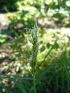 Imagem de Sesleria alba Sm.