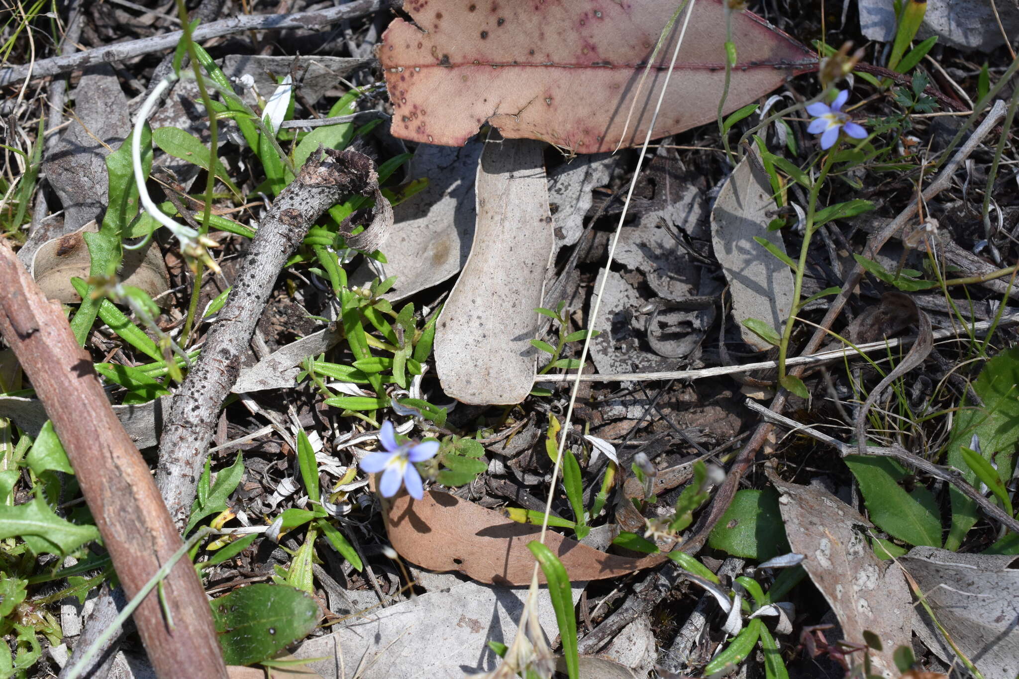 Image of Lobelia pratioides Benth.