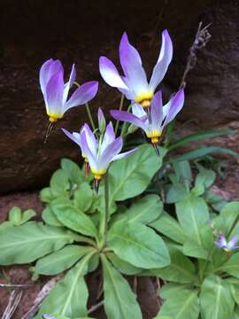 Plancia ëd Dodecatheon pulchellum var. zionense (Eastw.) S. L. Welsh