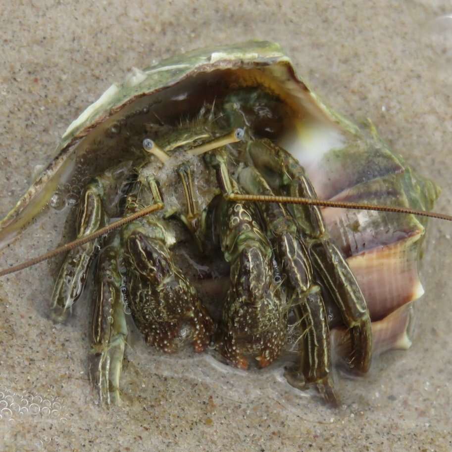 Image of Thinstripe Hermit Crab