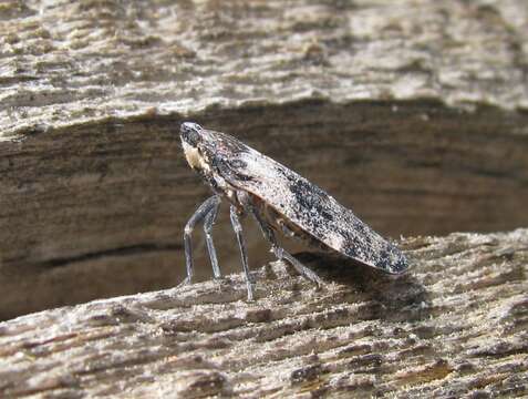 Image of Cixidia (Epiptera) fusiformis (Van Duzee 1910)