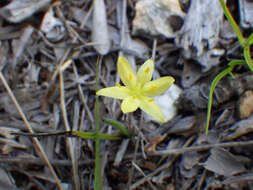 Image of Bristle-Seed Yellow Star-Grass