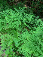 Image of Pacific oak-fern