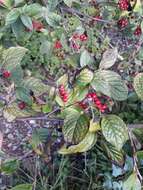 Image of hollyberry cotoneaster