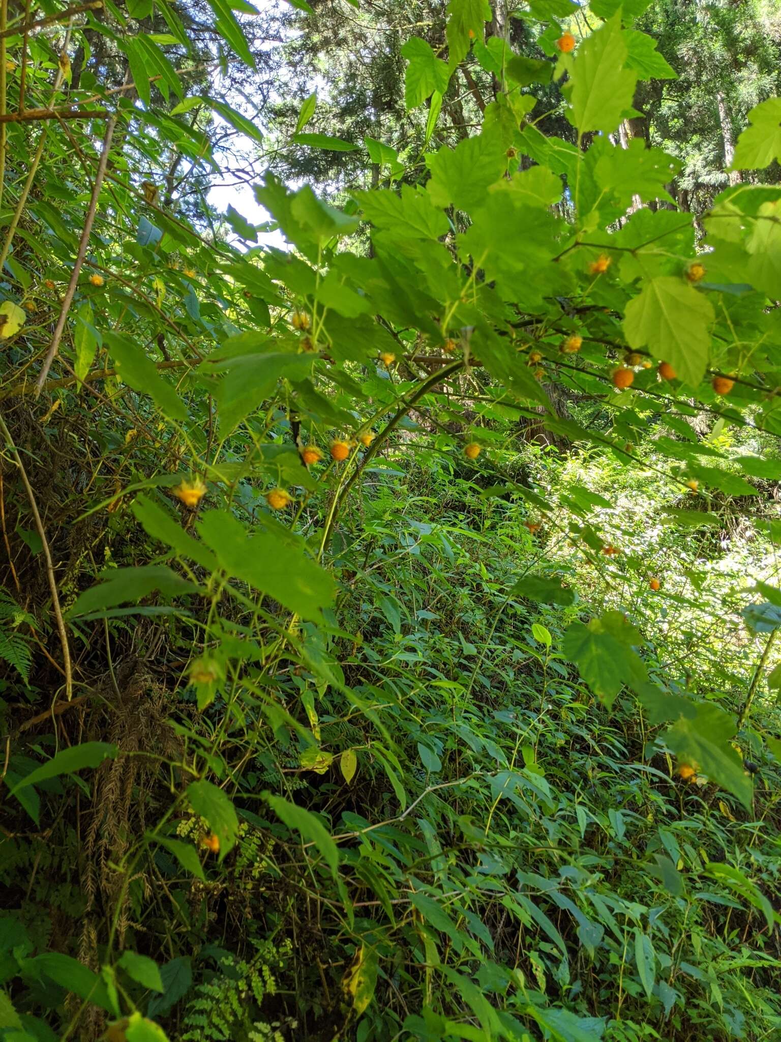 Sivun Rubus taitoensis Hayata kuva