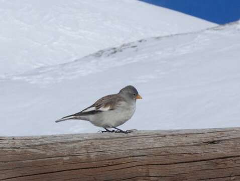 Image of Snowfinch