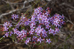 Image de Calytrix leschenaultii (Schauer) Benth.