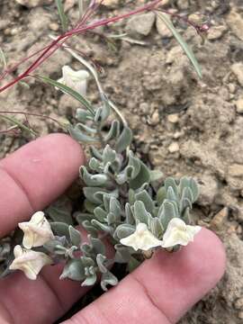 Image of dwarf skullcap