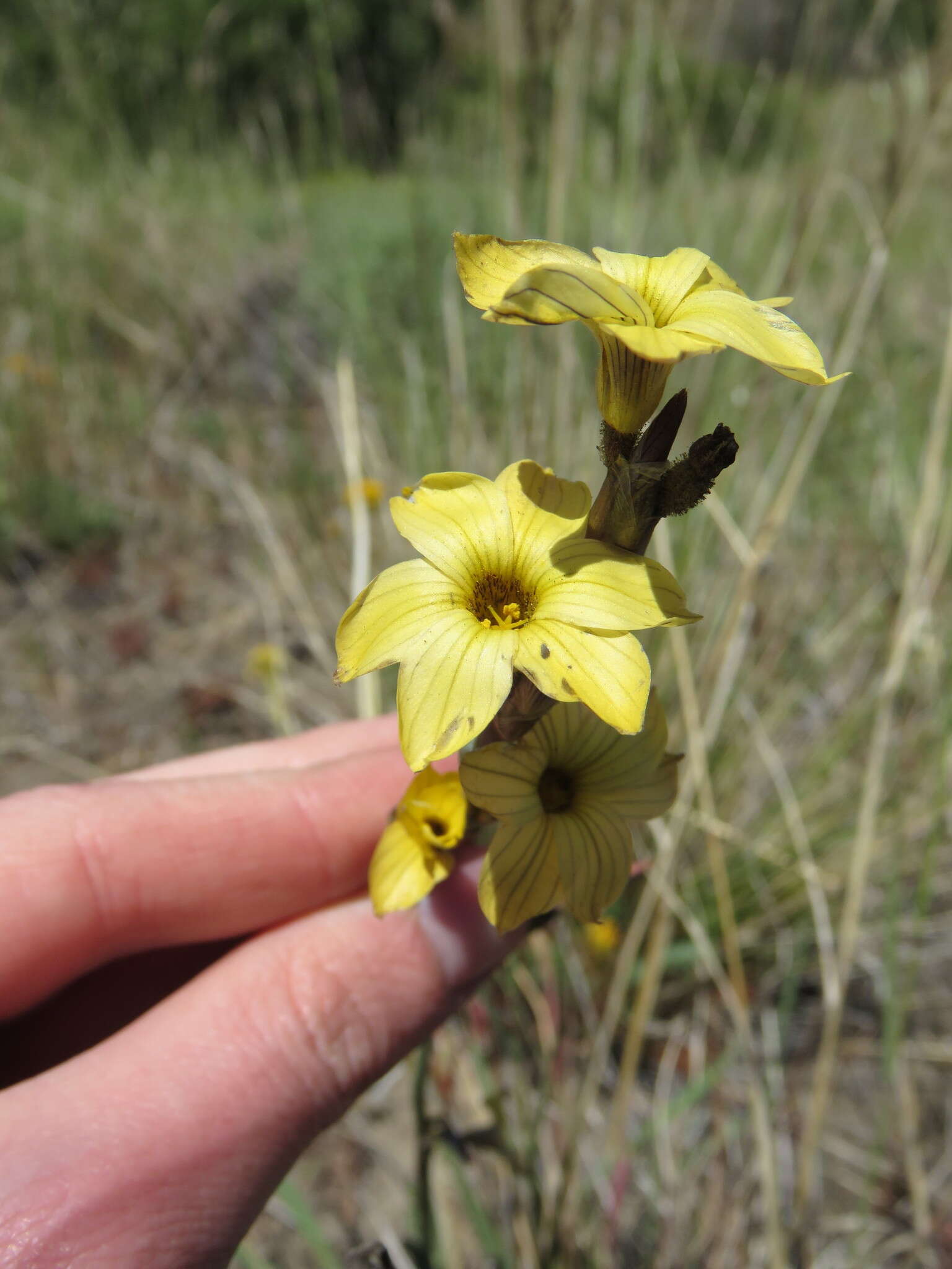 Image of Sisyrinchium arenarium Poepp.