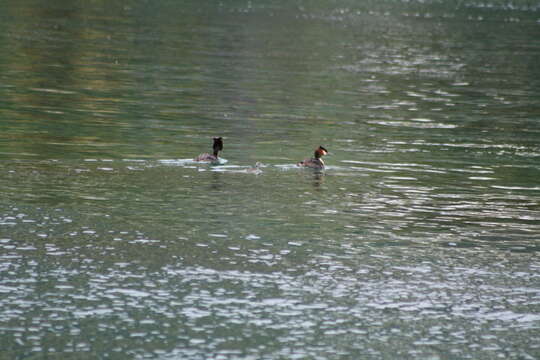 Image of Great Crested Grebe