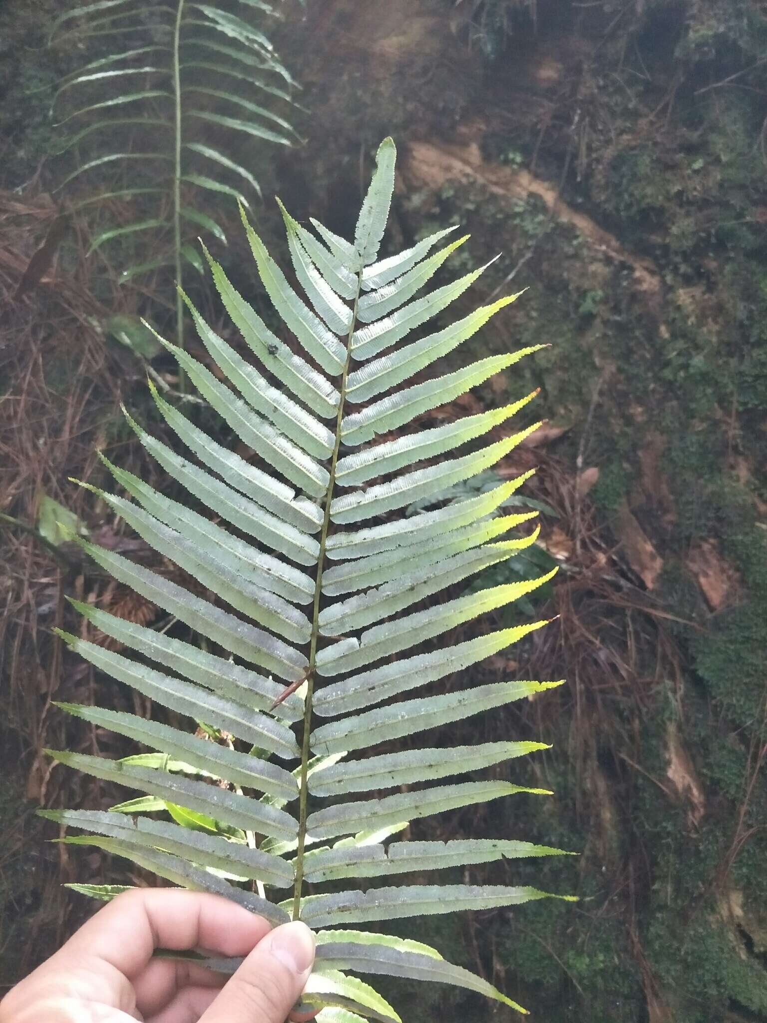 Image of Plagiogyria glauca (Bl.) Mett.