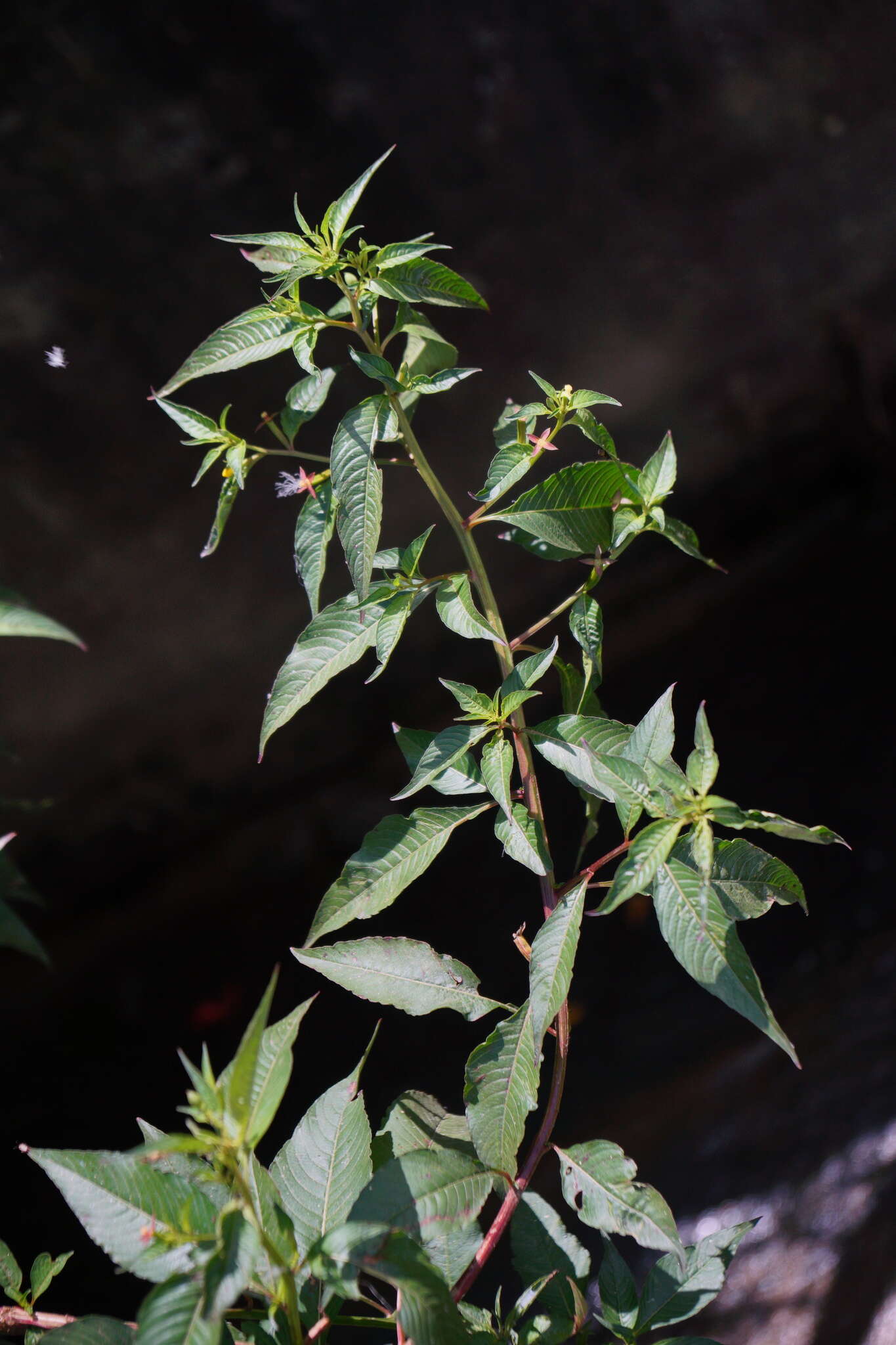 Image de Ludwigia hyssopifolia (G. Don) Exell