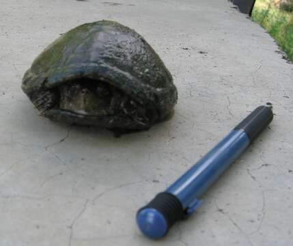 Image of Rough-footed Mud Turtle