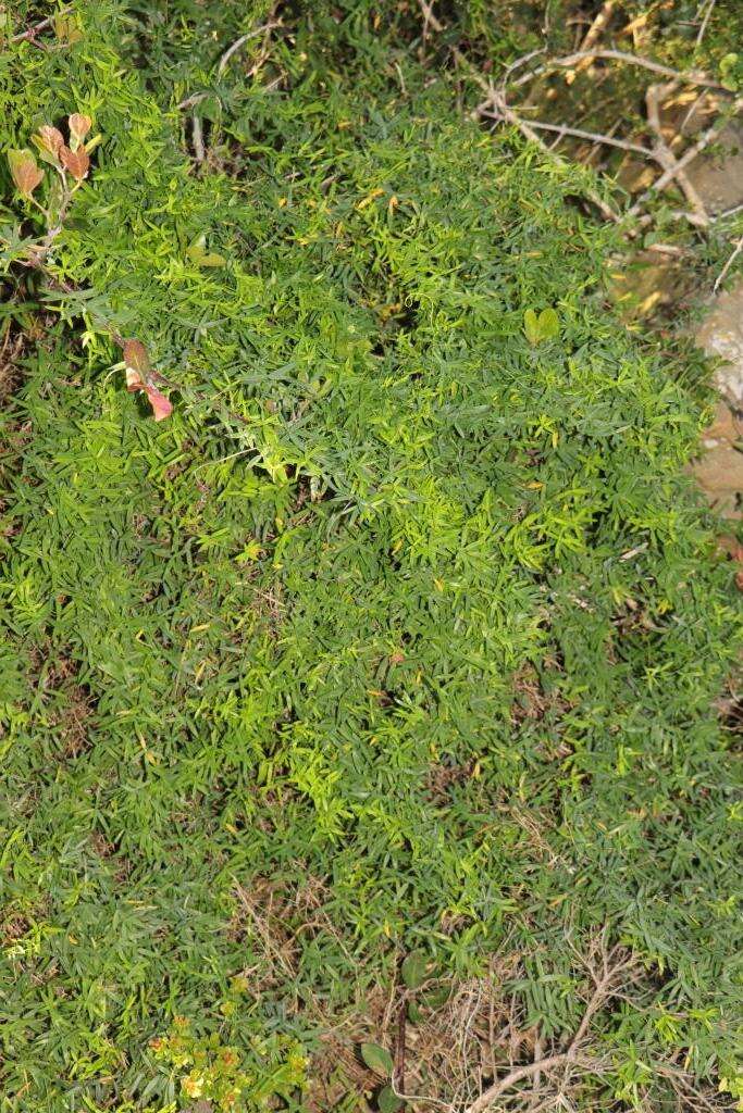 Image of Asparagus volubilis (L. fil.) Thunb.