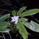 Image de Magnolia maudiae (Dunn) Figlar