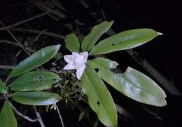 Magnolia maudiae (Dunn) Figlar的圖片