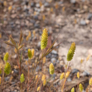 Image of Rostraria pumila (Desf.) Tzvelev