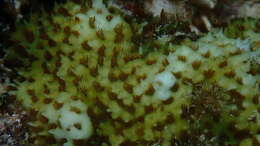 Image of thorn coral