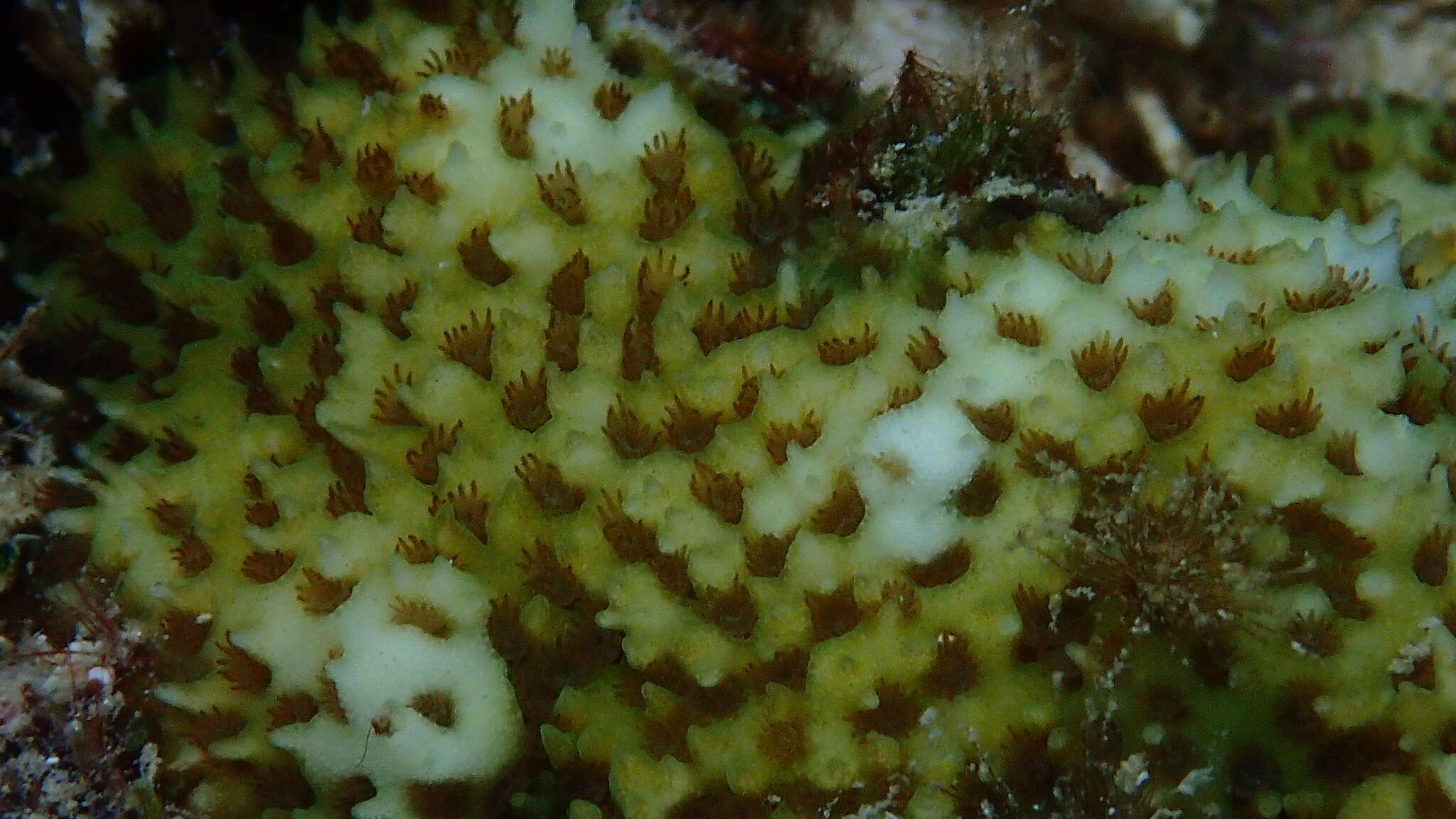 Image of thorn coral