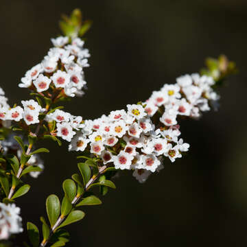 Image of Thryptomene calycina (Lindley) Stapf