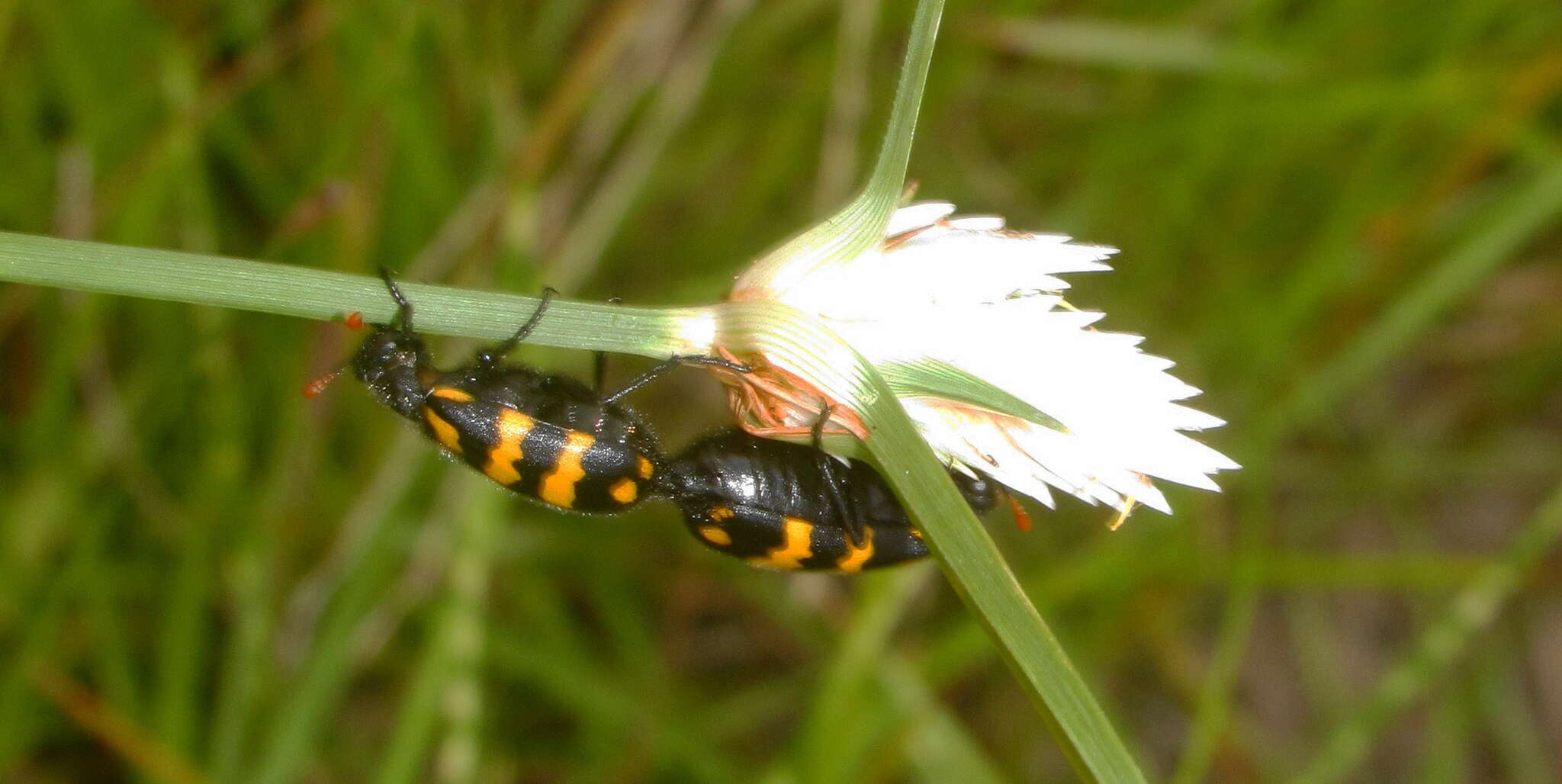 Image of <i>Hycleus pilosus</i>