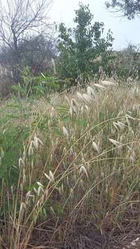 صورة Avena sterilis subsp. ludoviciana (Durieu) Gillet & Magne