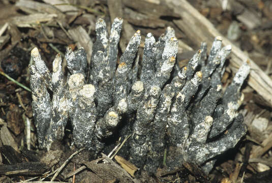 Image of Xylaria cornu-damae (Schwein.) Berk. 1873