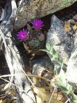 Image of Wilcox's nipple cactus