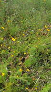 Image of Tagetes subulata Cerv.