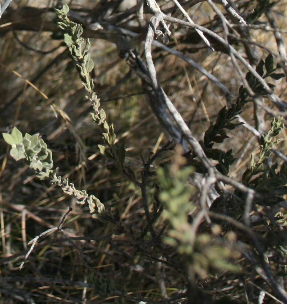 Imagem de Freylinia undulata (L. fil.) Benth.