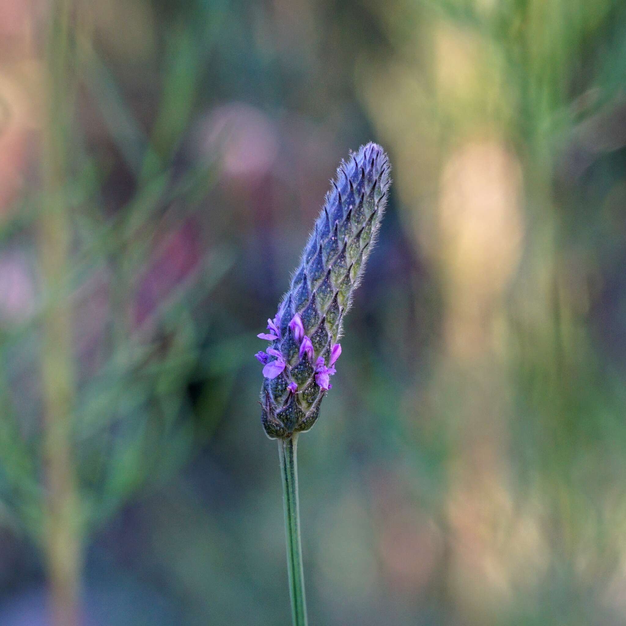 Image of Chihuahuan prairie clover