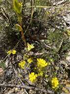 Plancia ëd Hibbertia pustulata Toelken