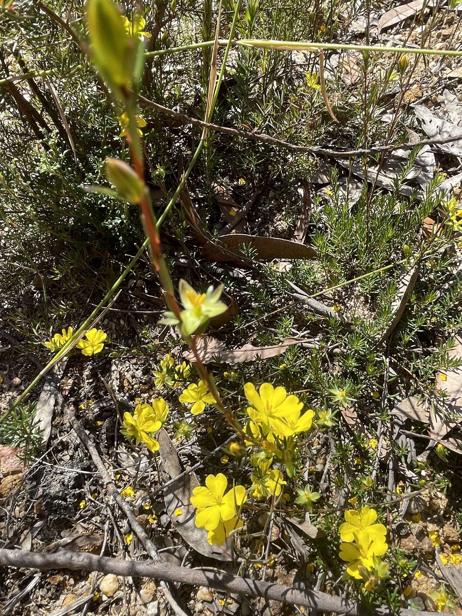 Plancia ëd Hibbertia pustulata Toelken