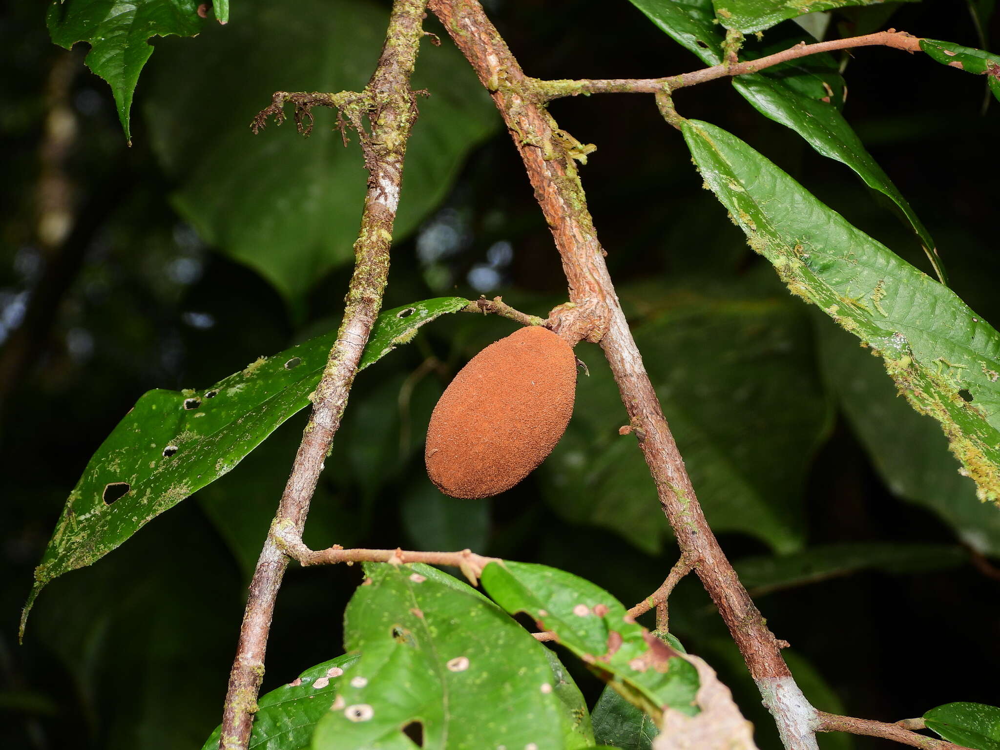 Image of Theobroma subincanum Mart.