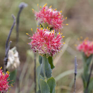 Image of Pimelea decora Domin