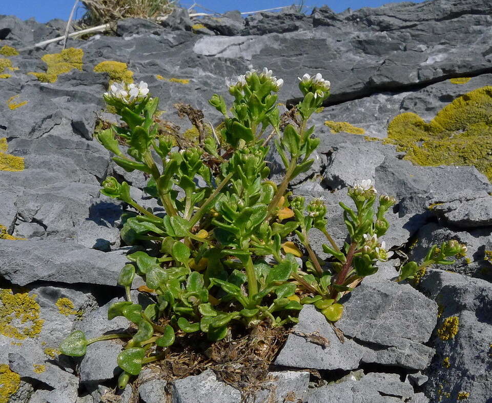 Image of cochlearia