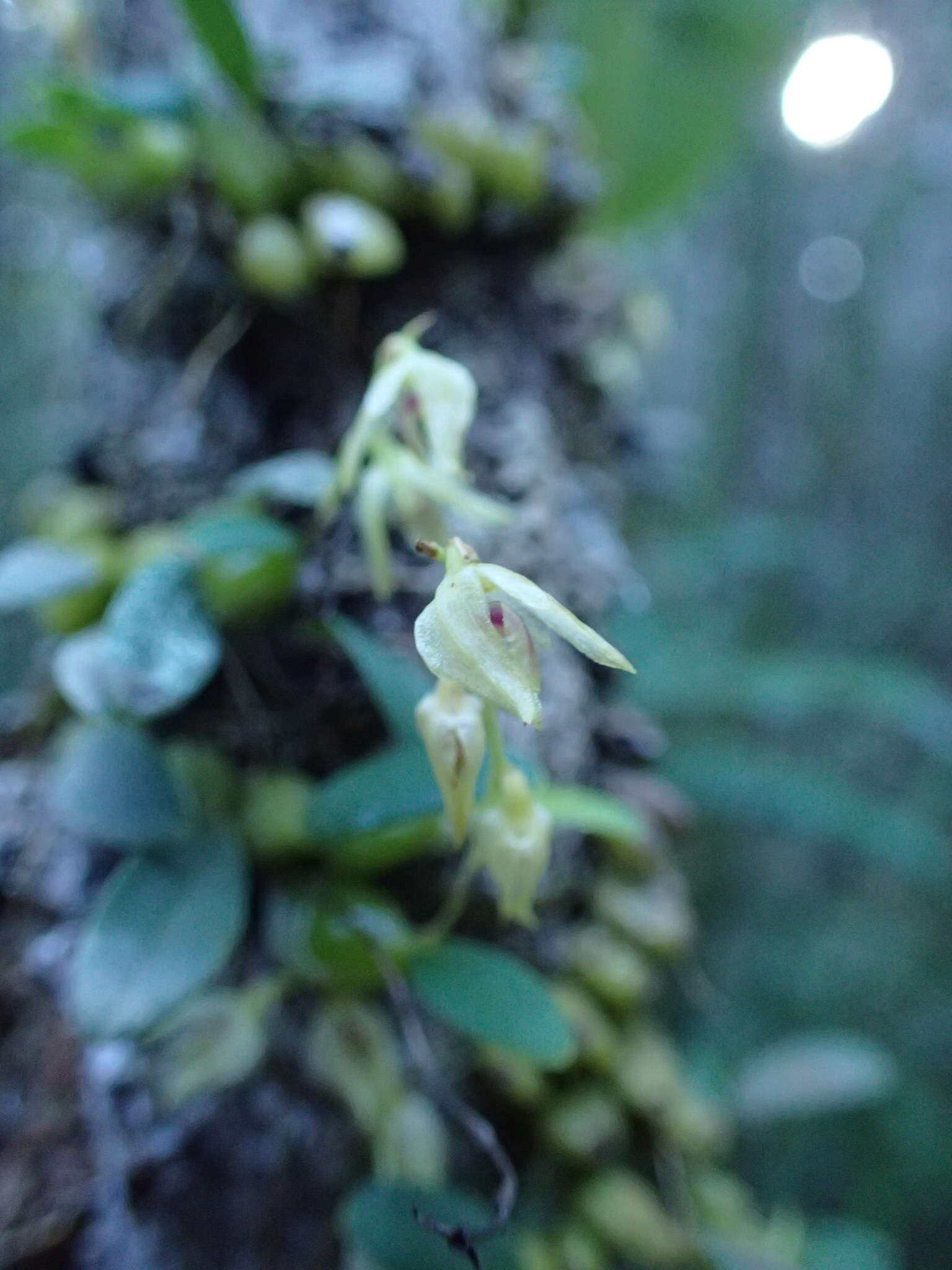 Imagem de Bulbophyllum melleum H. Perrier