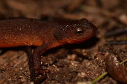 Image of Rough-skinned Newt