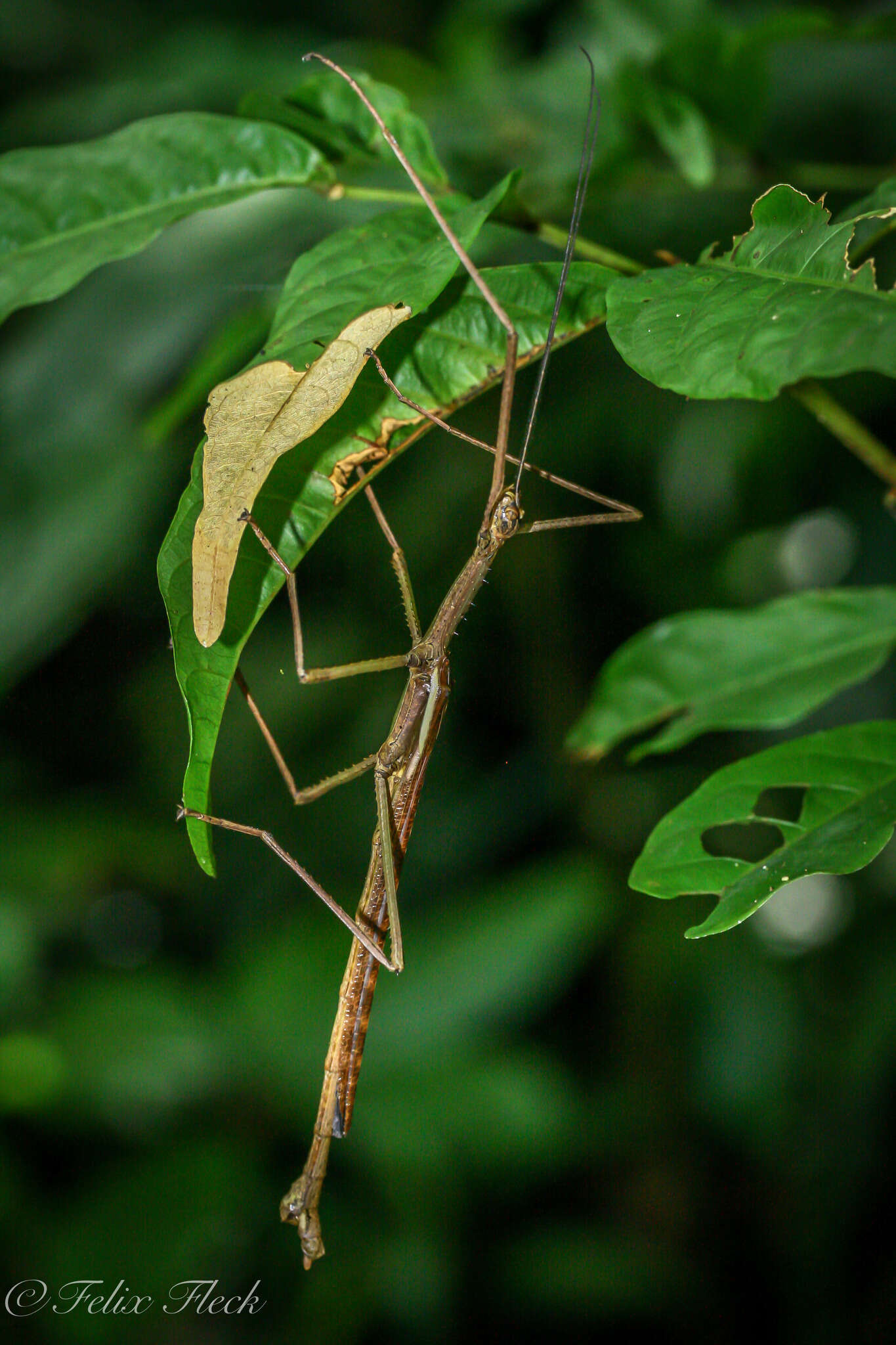 Image of Anchiale briareus (Gray & G. R. 1834)