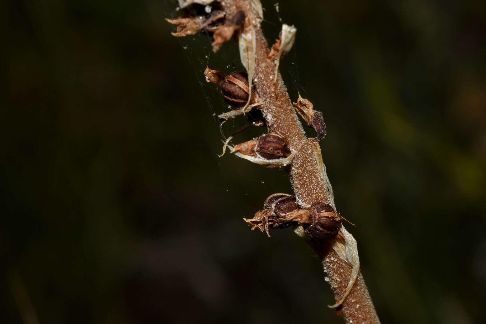 Image of Brachystele camporum (Lindl.) Schltr.