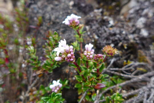 Image of Arcytophyllum lavarum K. Schum. ex Standl.