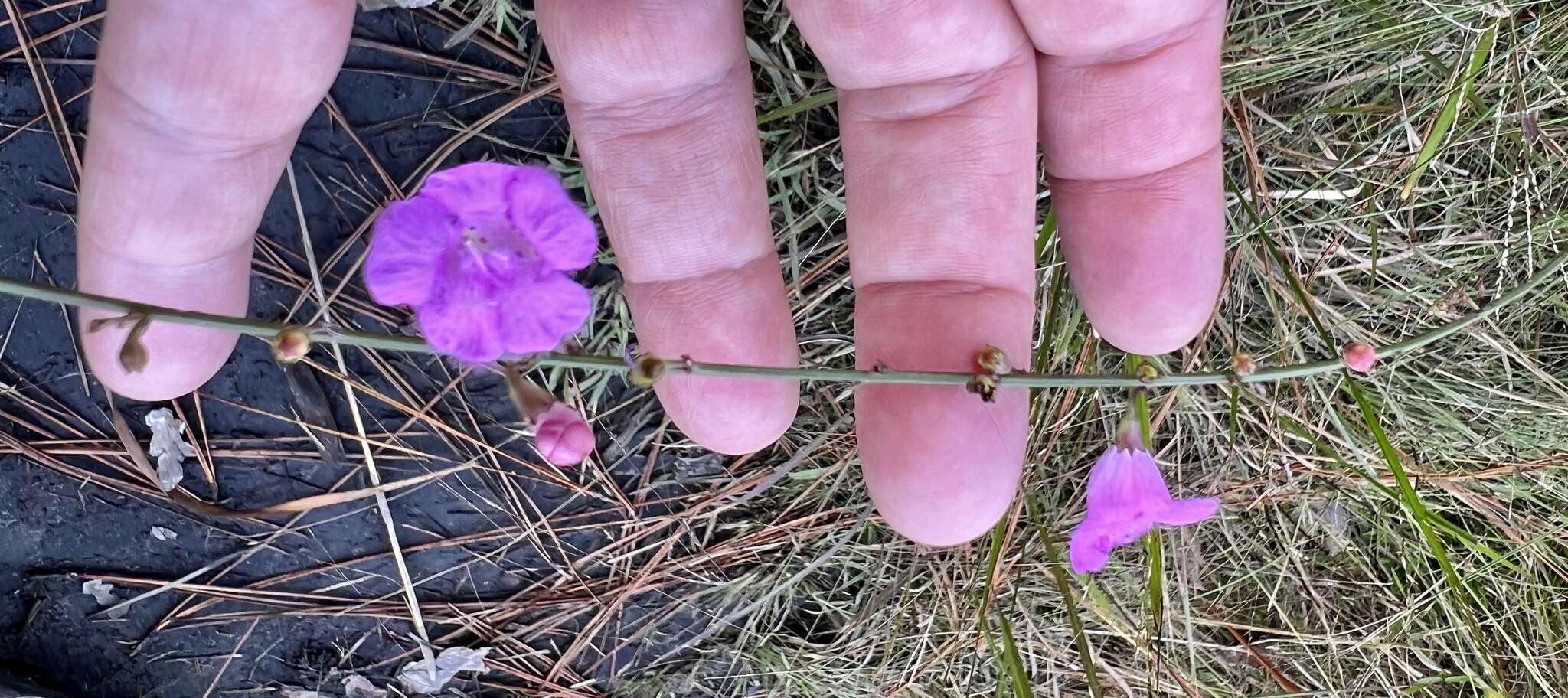 Image of Scale-Leaf False Foxglove