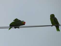 Image of Amazona autumnalis autumnalis (Linnaeus 1758)